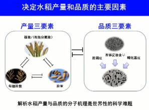 2017年度國家自然科學獎一等獎 水稻高產(chǎn)優(yōu)質(zhì)性狀形成的分子機理及品種設(shè)計
